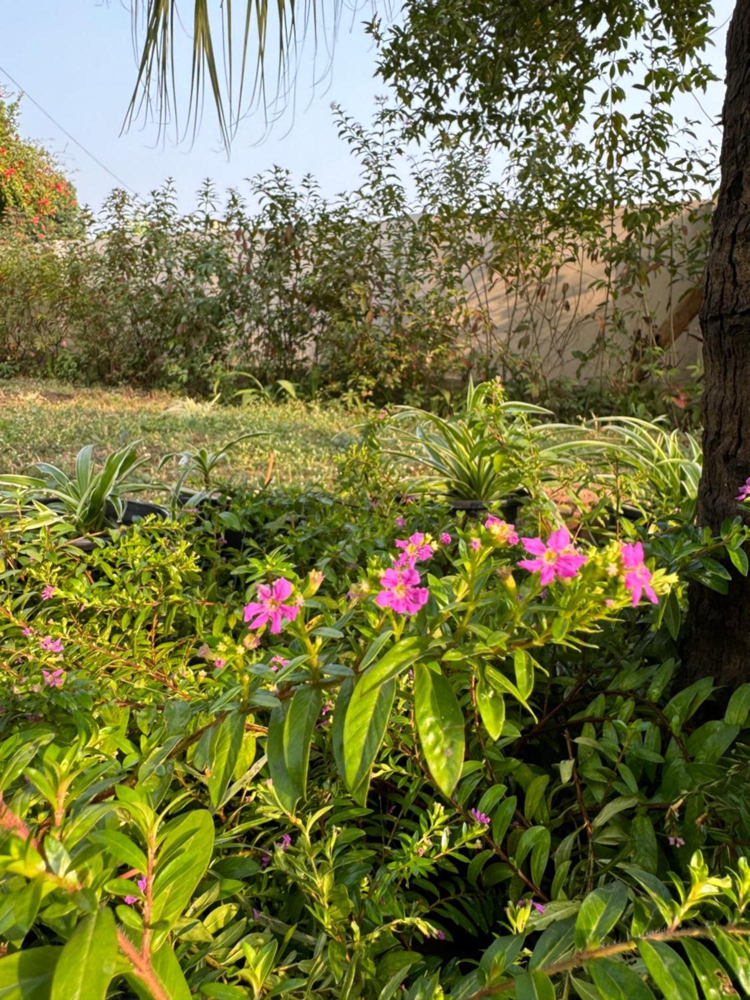 The Bougainvillea Cottage Farmstay Near Dehradun , 2 Bedroom Private Cottage Next To Fields And Orchards With Hill Views Экстерьер фото