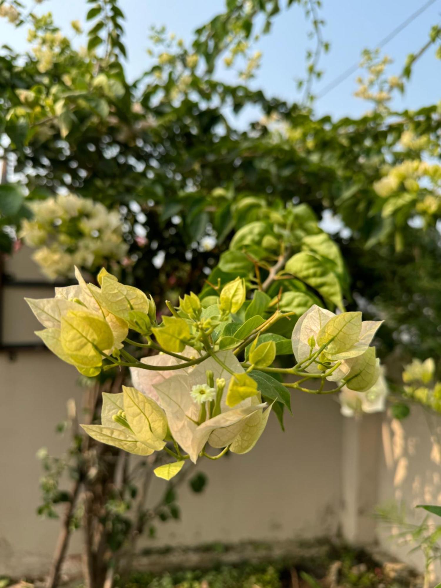 The Bougainvillea Cottage Farmstay Near Dehradun , 2 Bedroom Private Cottage Next To Fields And Orchards With Hill Views Экстерьер фото